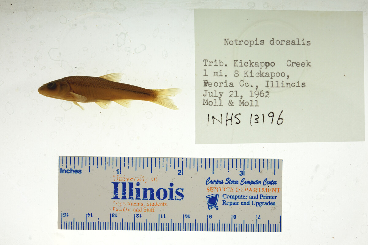 Cyprinidae image