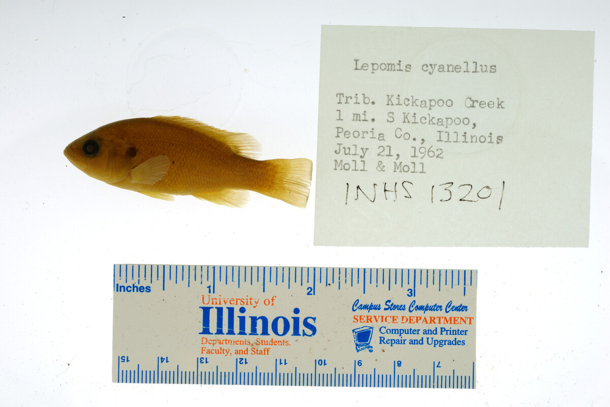 Lepomis cyanellus image