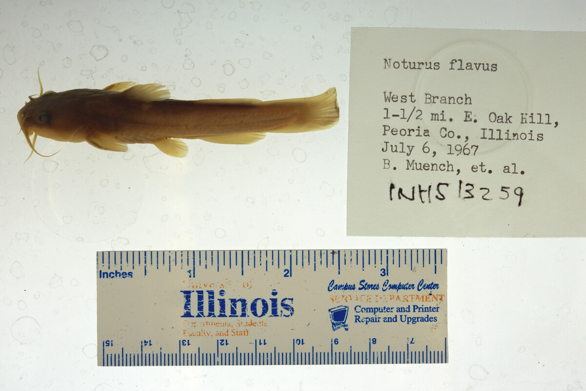 Noturus flavus image