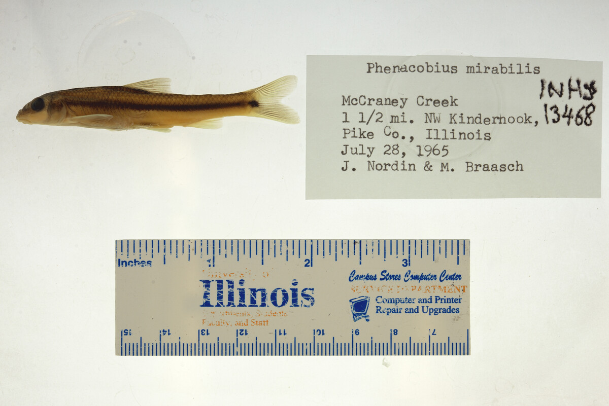 Phenacobius mirabilis image