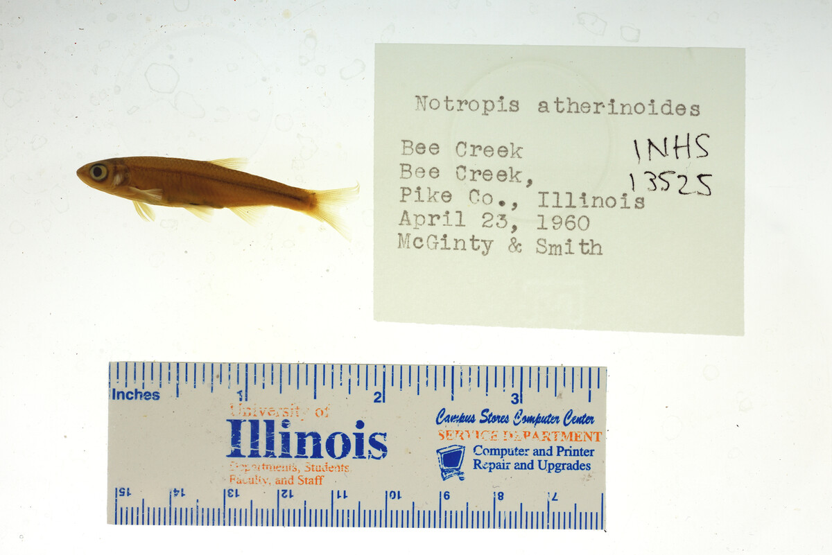 Notropis atherinoides image