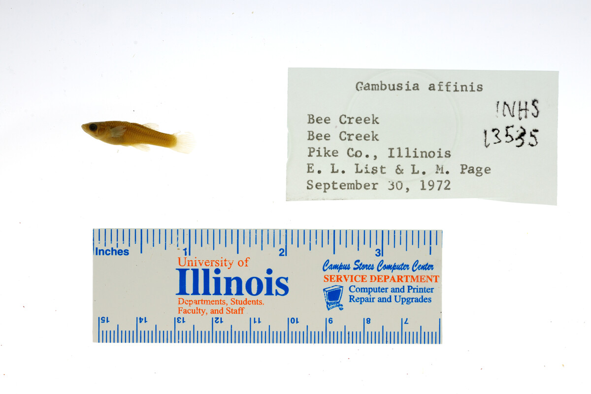 Gambusia affinis image