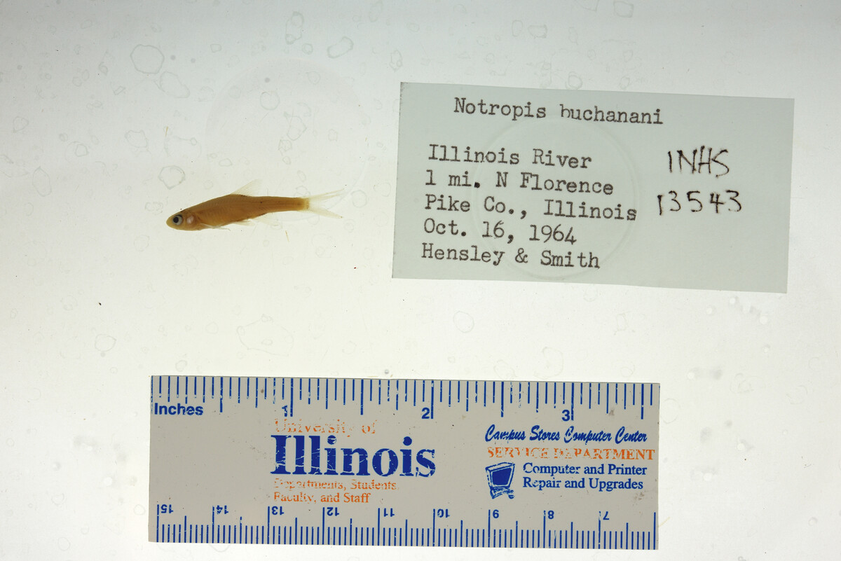 Notropis buchanani image