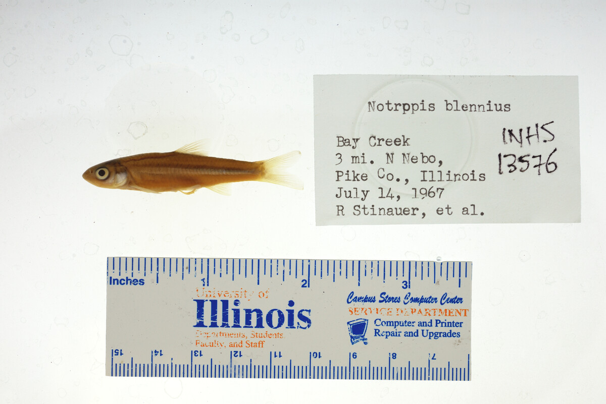 Notropis blennius image