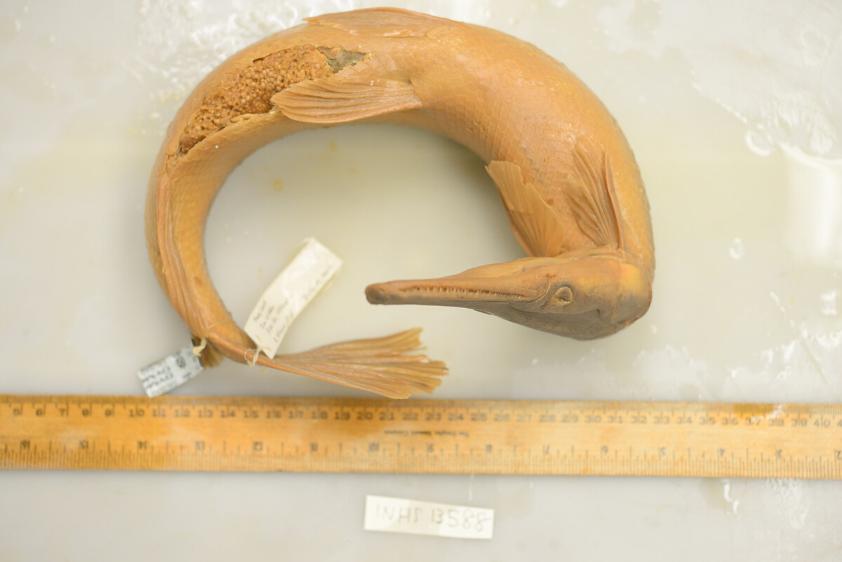 Lepisosteus image