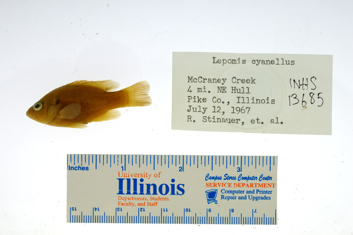 Lepomis cyanellus image