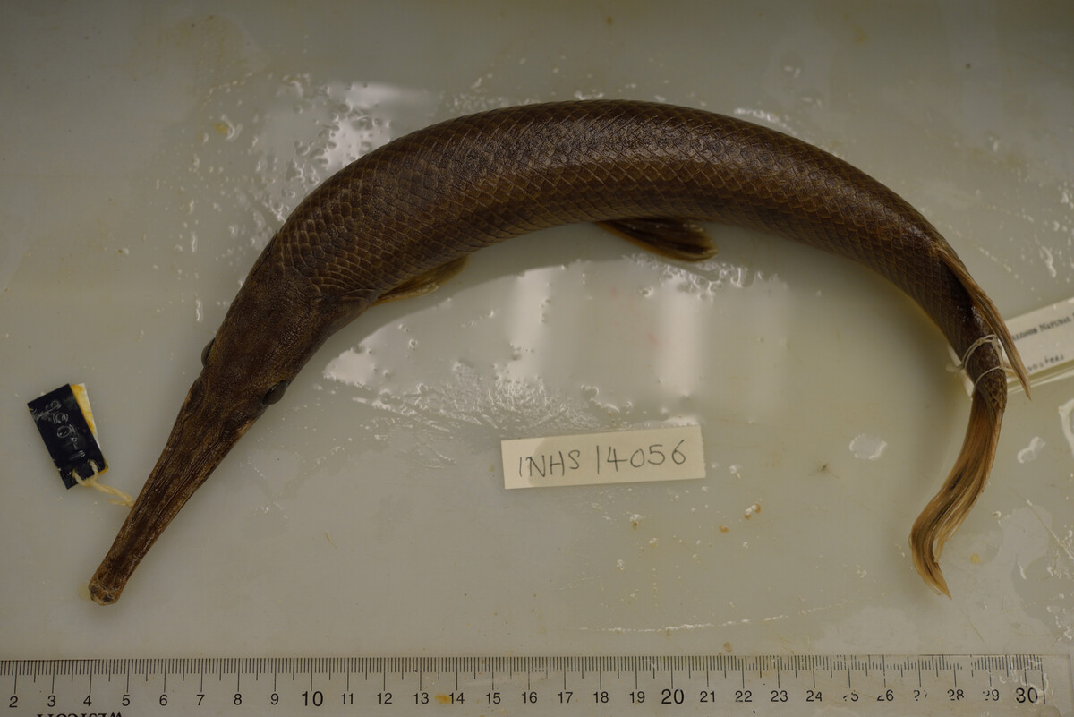 Lepisosteus oculatus image