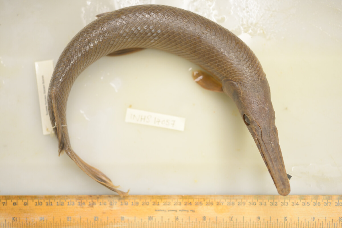 Lepisosteus oculatus image