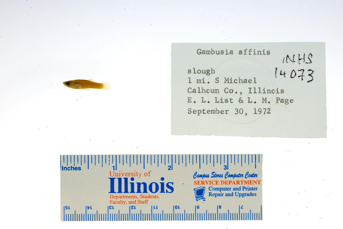 Gambusia image