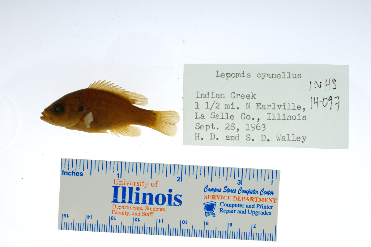 Lepomis image