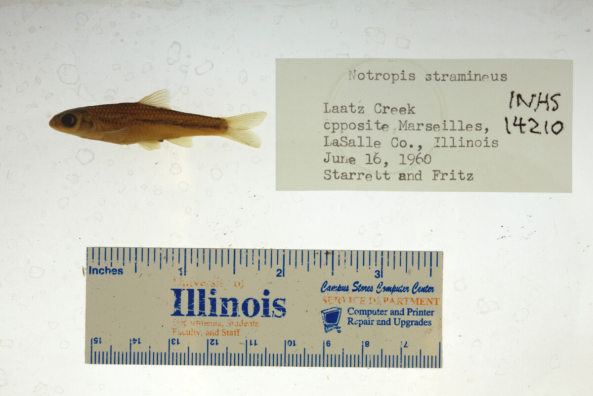 Notropis stramineus image