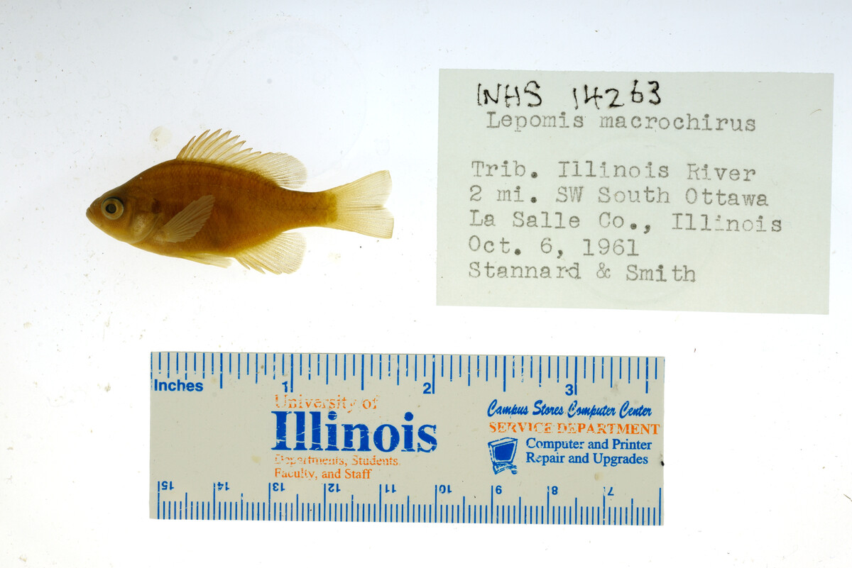 Lepomis macrochirus image