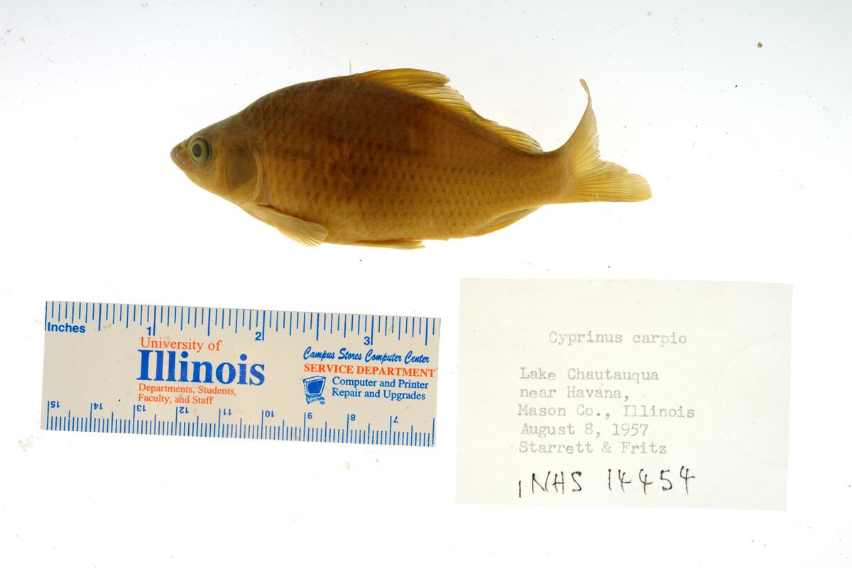 Cyprinus carpio image