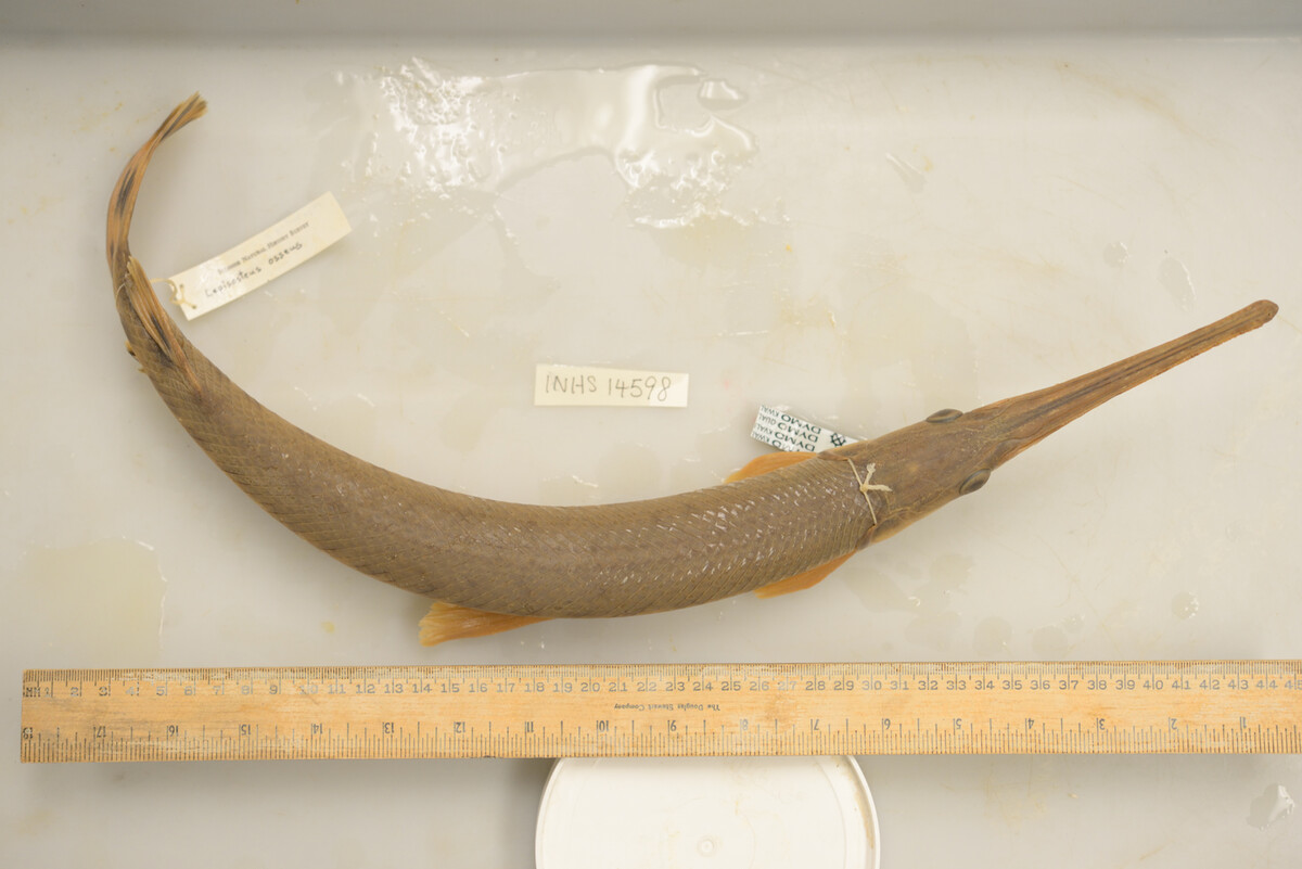 Lepisosteus image