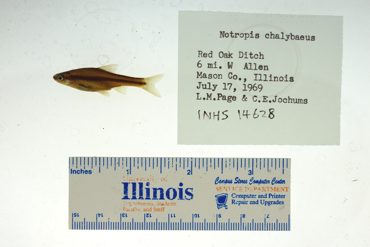 Notropis chalybaeus image