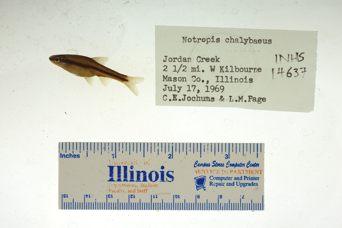 Notropis chalybaeus image