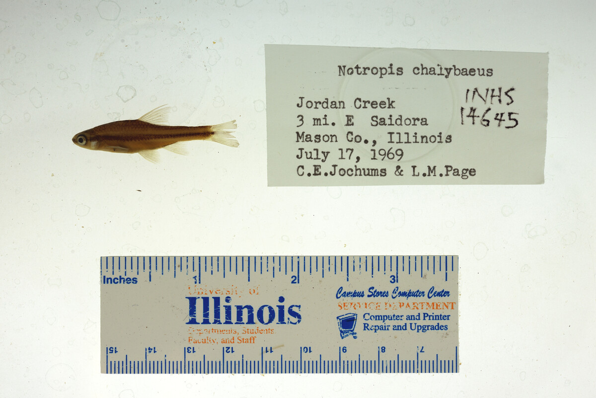 Notropis chalybaeus image