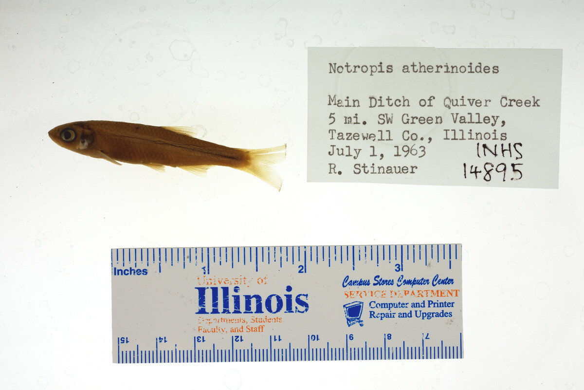 Notropis atherinoides image