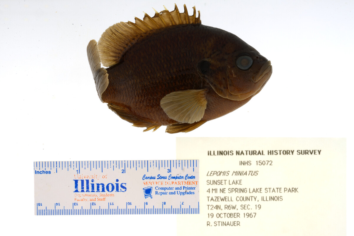 Lepomis miniatus image