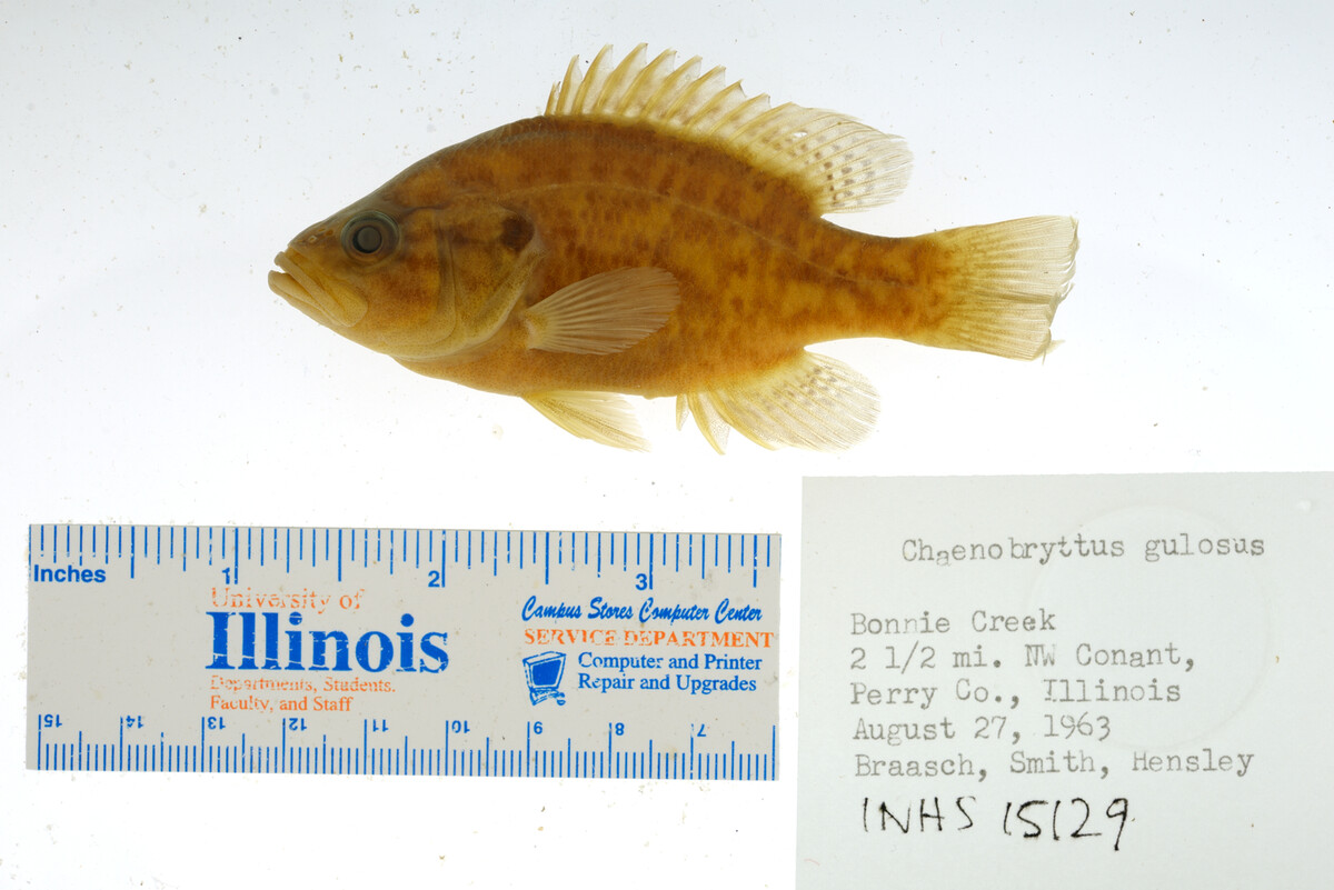 Lepomis gulosus image