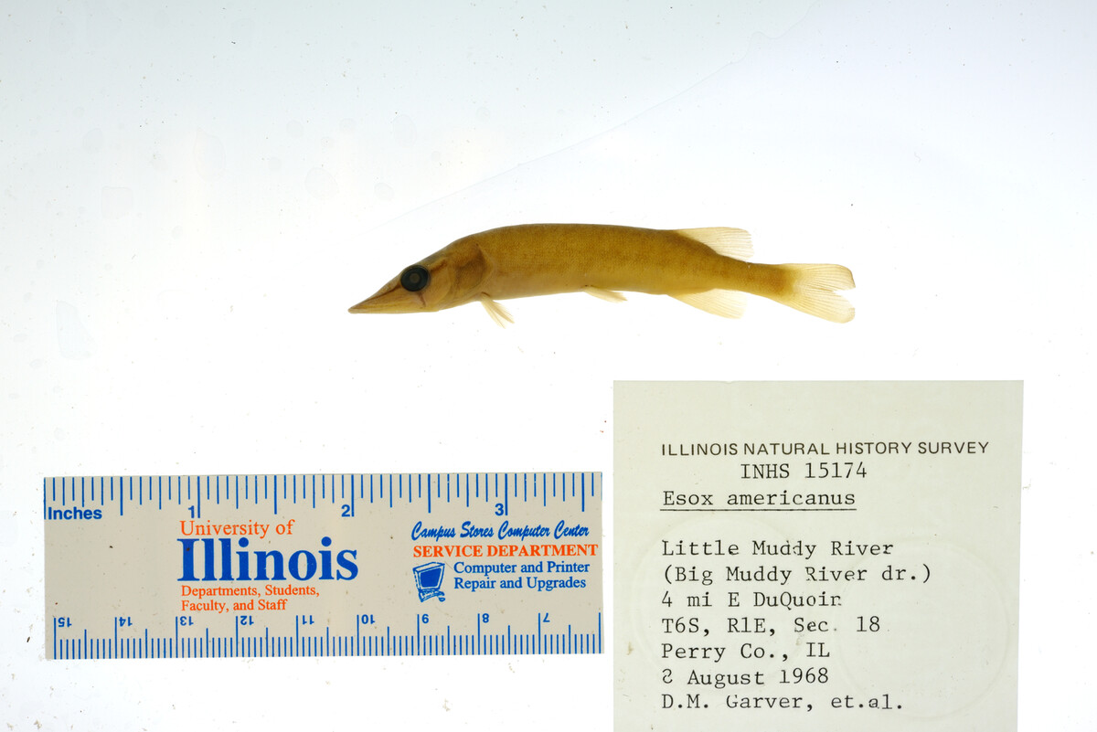 Esox americanus image