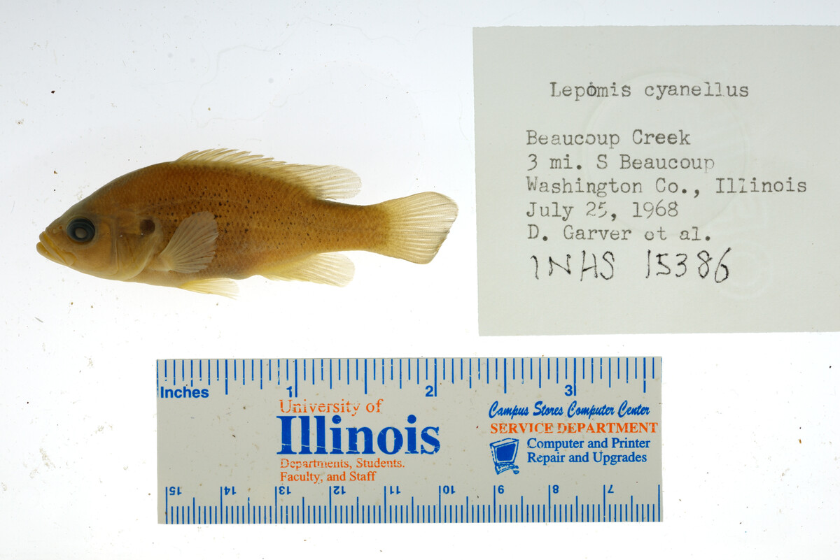 Lepomis cyanellus image