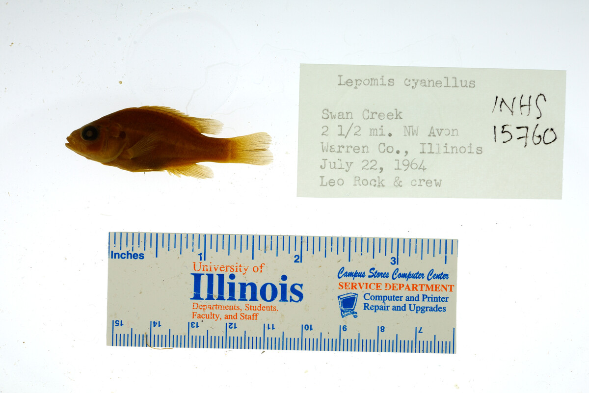 Lepomis cyanellus image