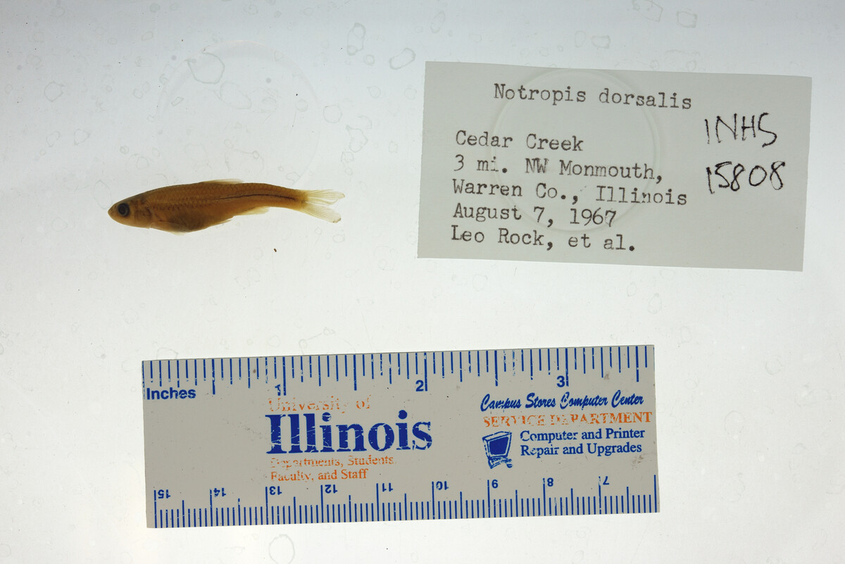 Hybopsis dorsalis image