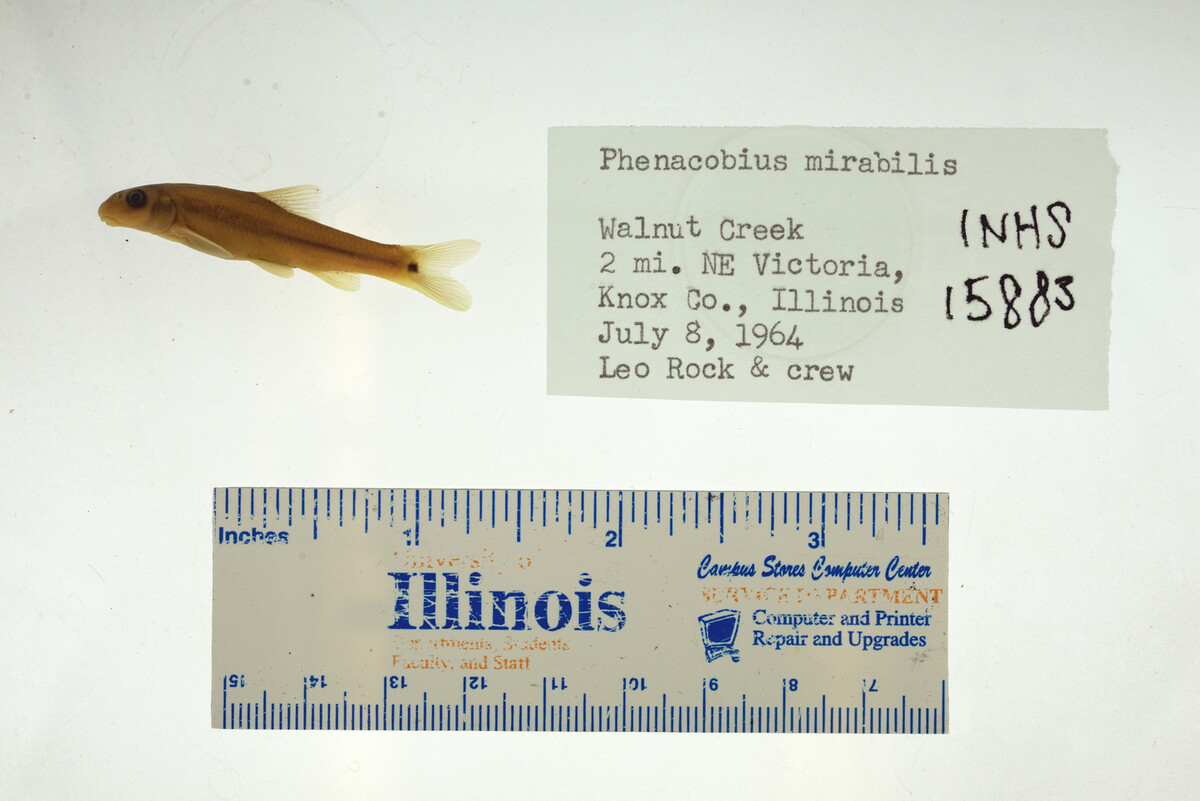 Phenacobius mirabilis image