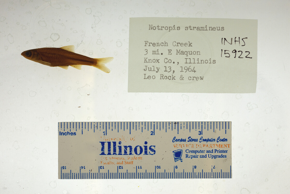 Notropis image