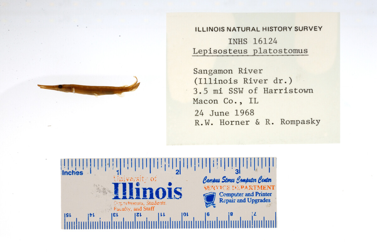 Lepisosteus platostomus image