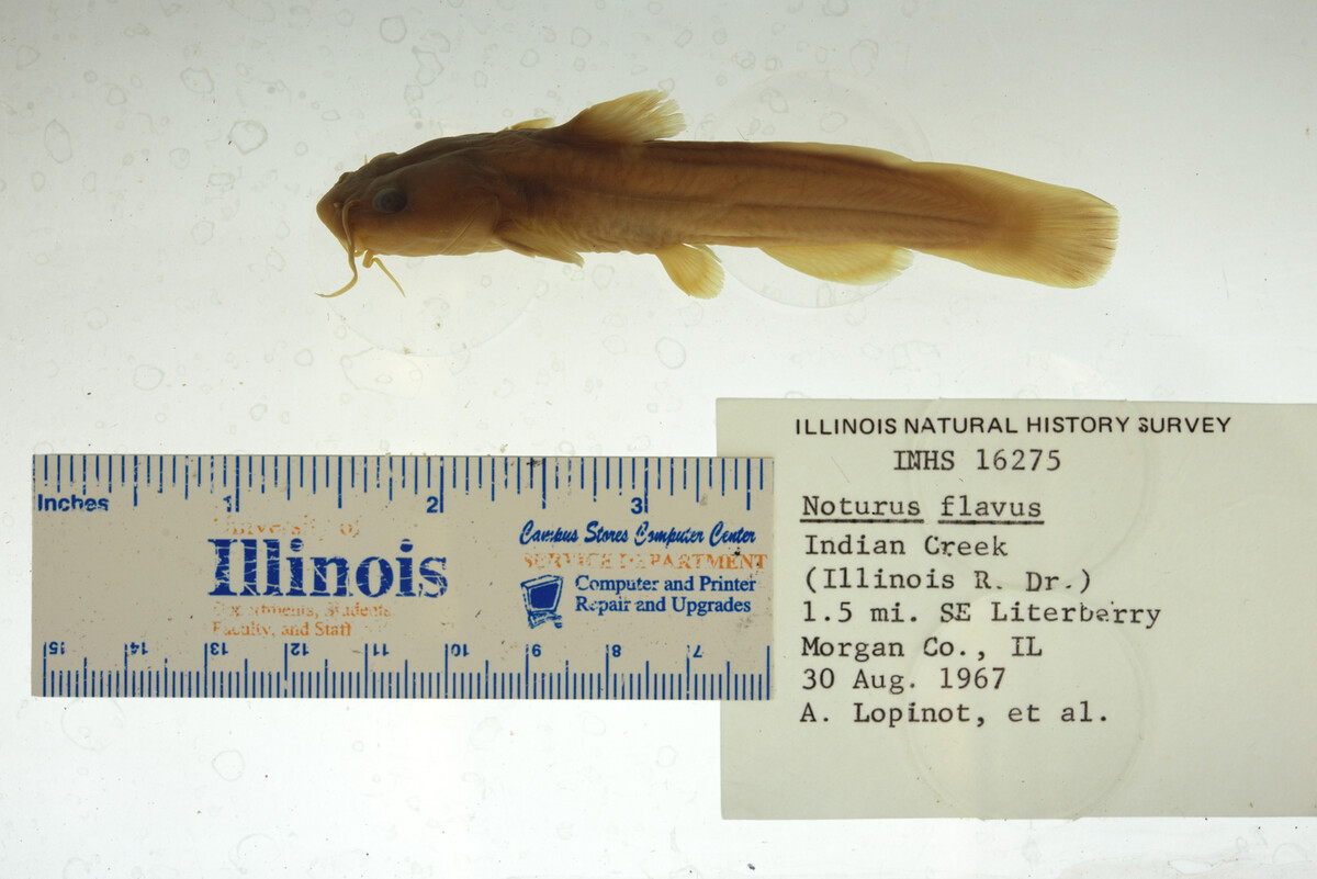 Noturus flavus image