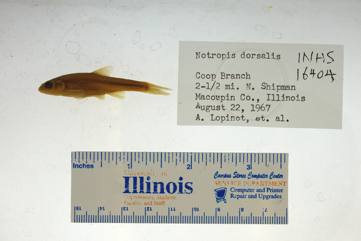 Hybopsis dorsalis image