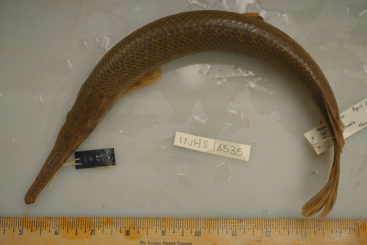 Lepisosteus oculatus image