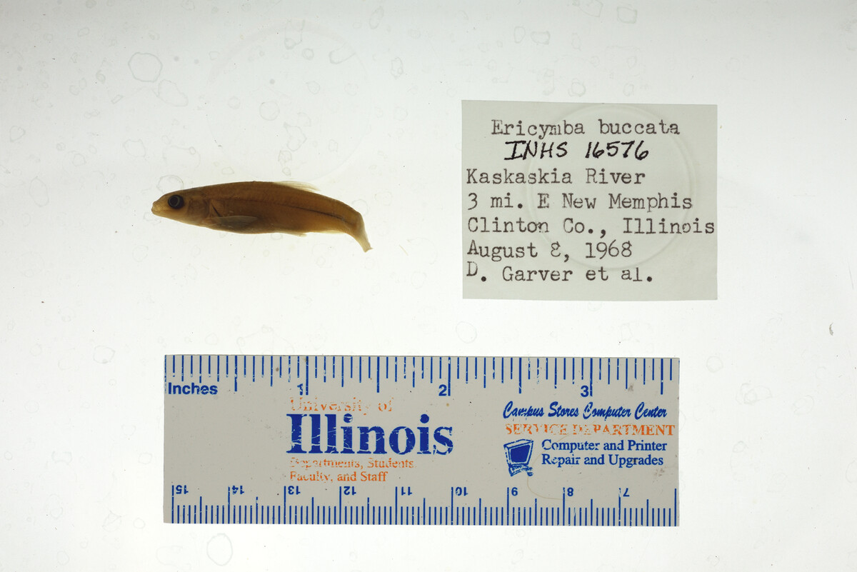 Notropis buccatus image
