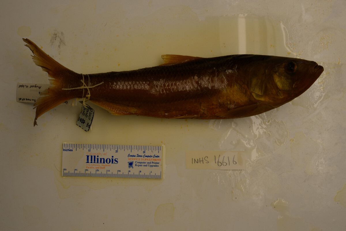 Pylodictis olivaris image