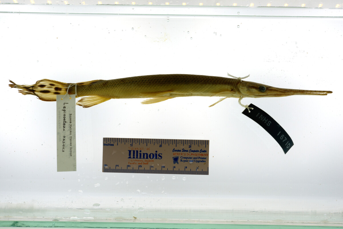 Lepisosteus osseus image