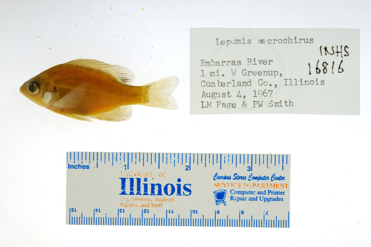 Lepomis image