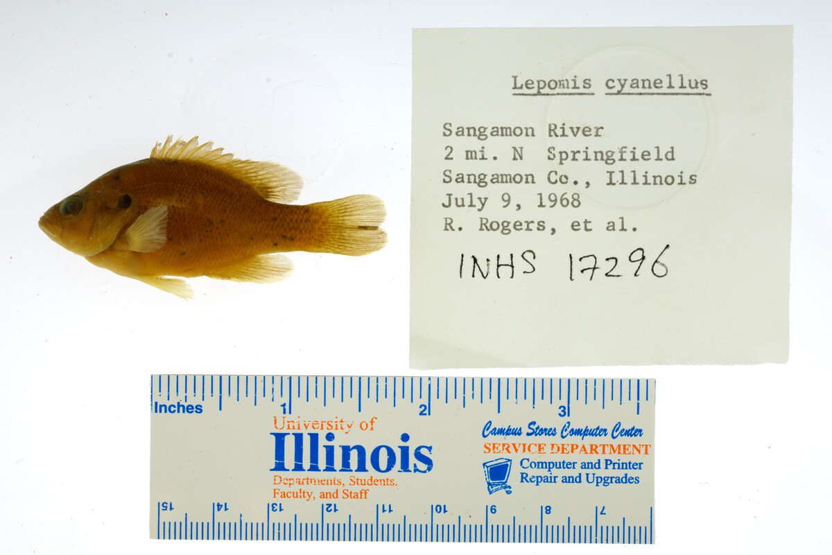 Lepomis cyanellus image