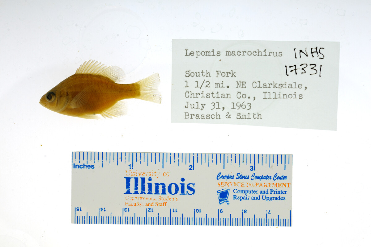 Lepomis macrochirus image