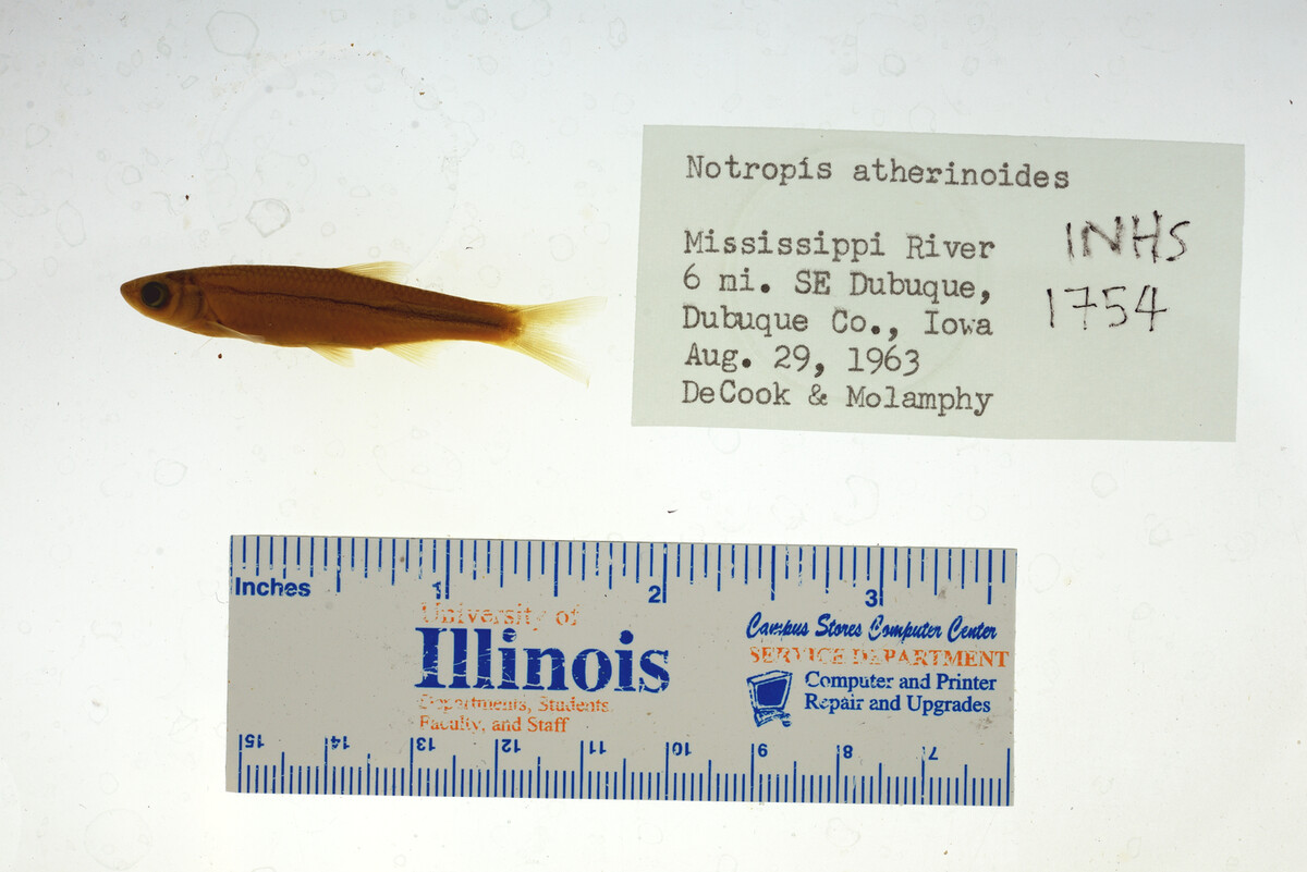 Notropis atherinoides image