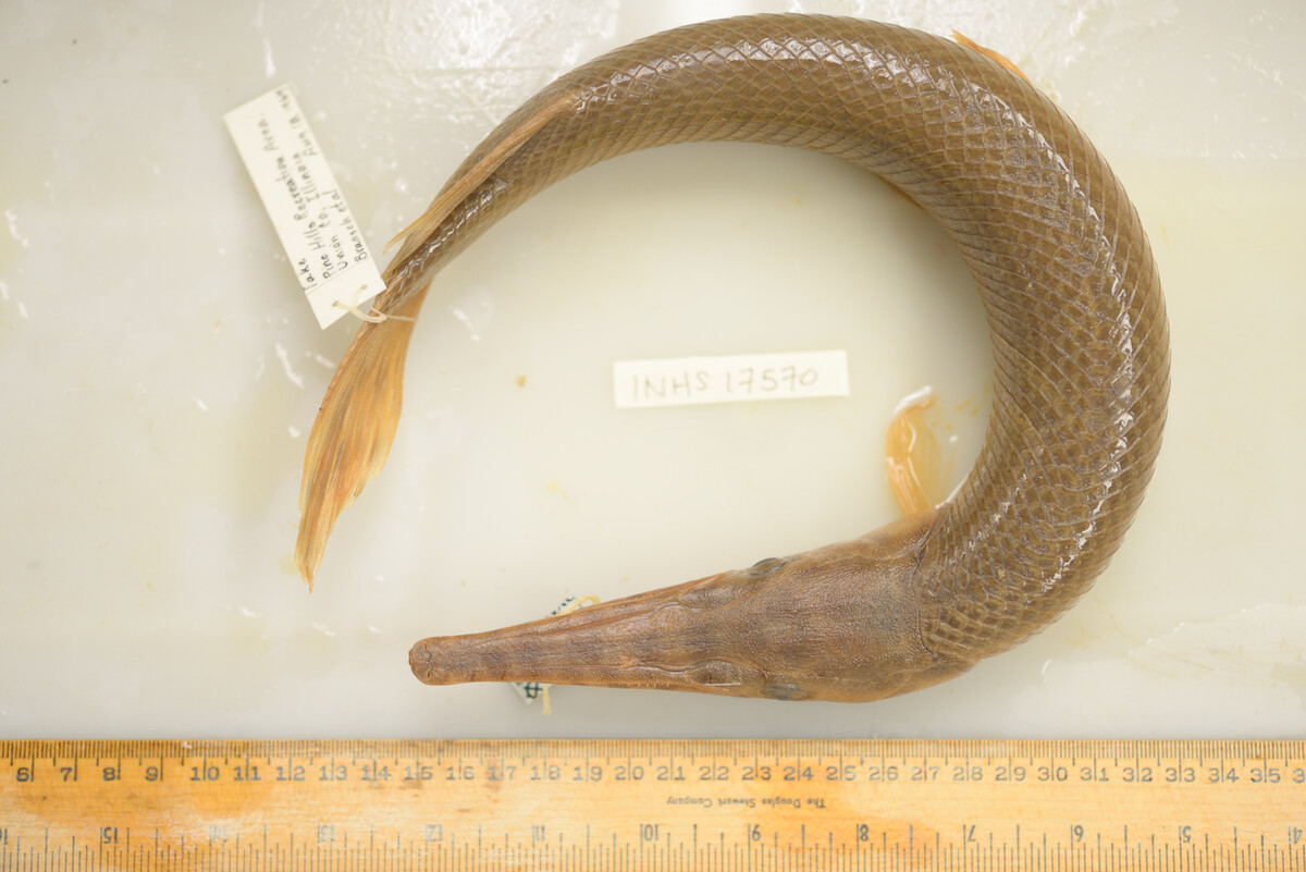 Lepisosteus oculatus image