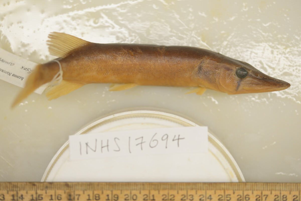 Esox image