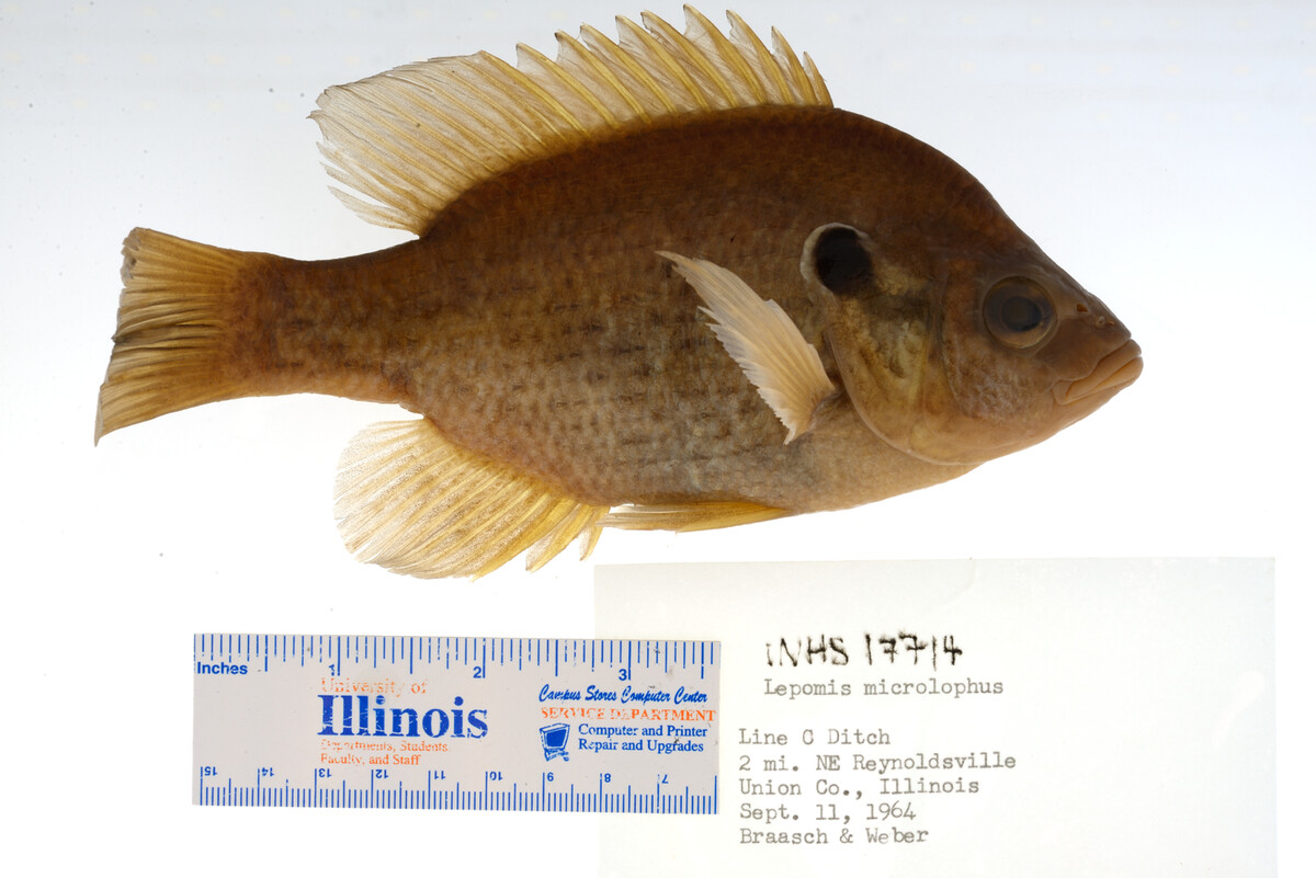 Lepomis microlophus image