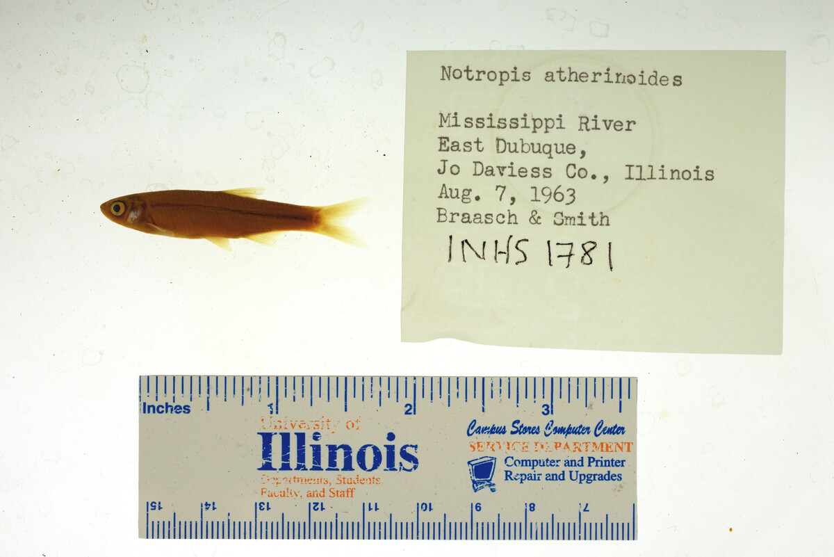 Notropis atherinoides image
