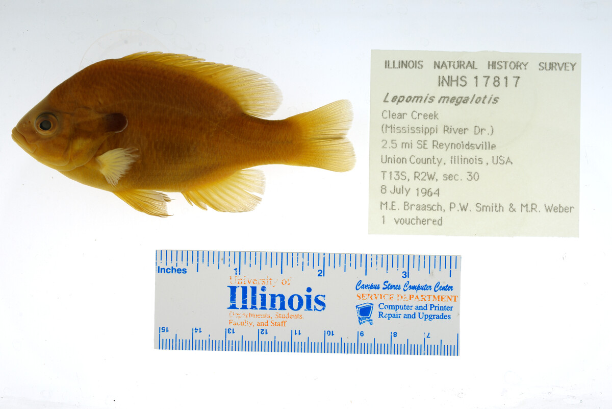 Lepomis megalotis image