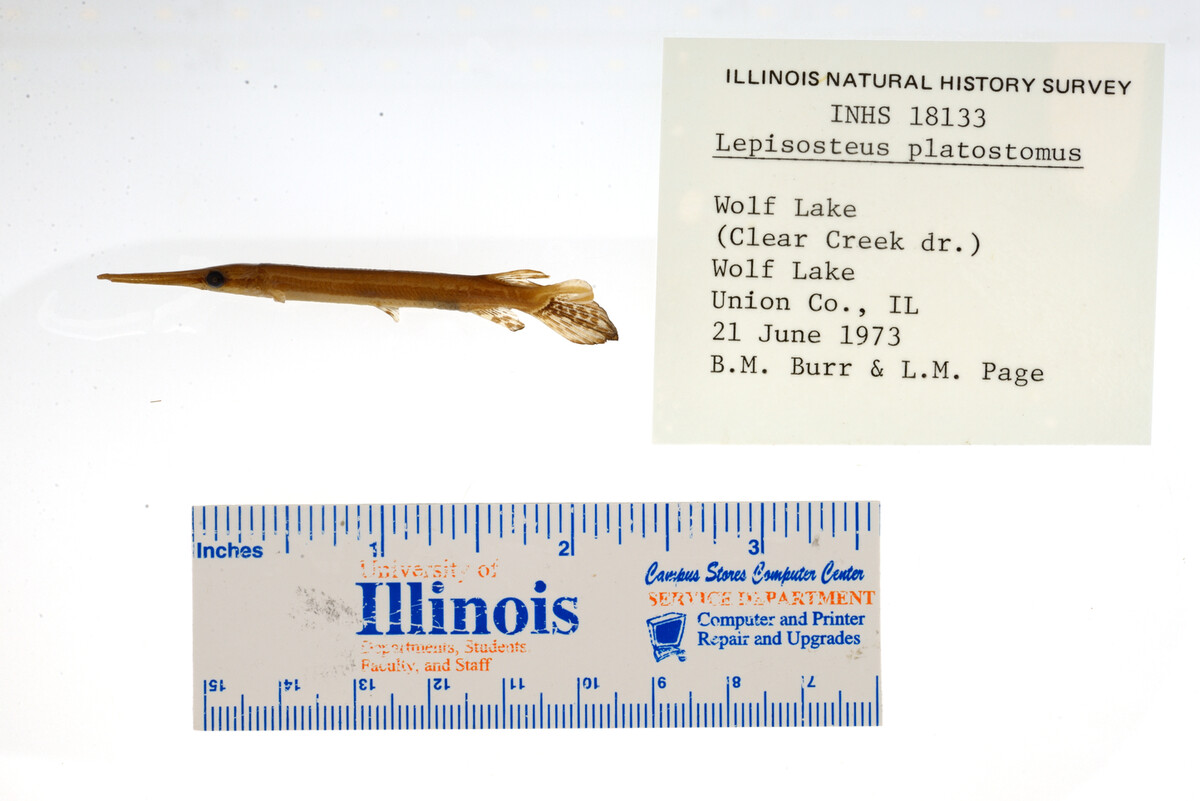 Lepisosteus platostomus image