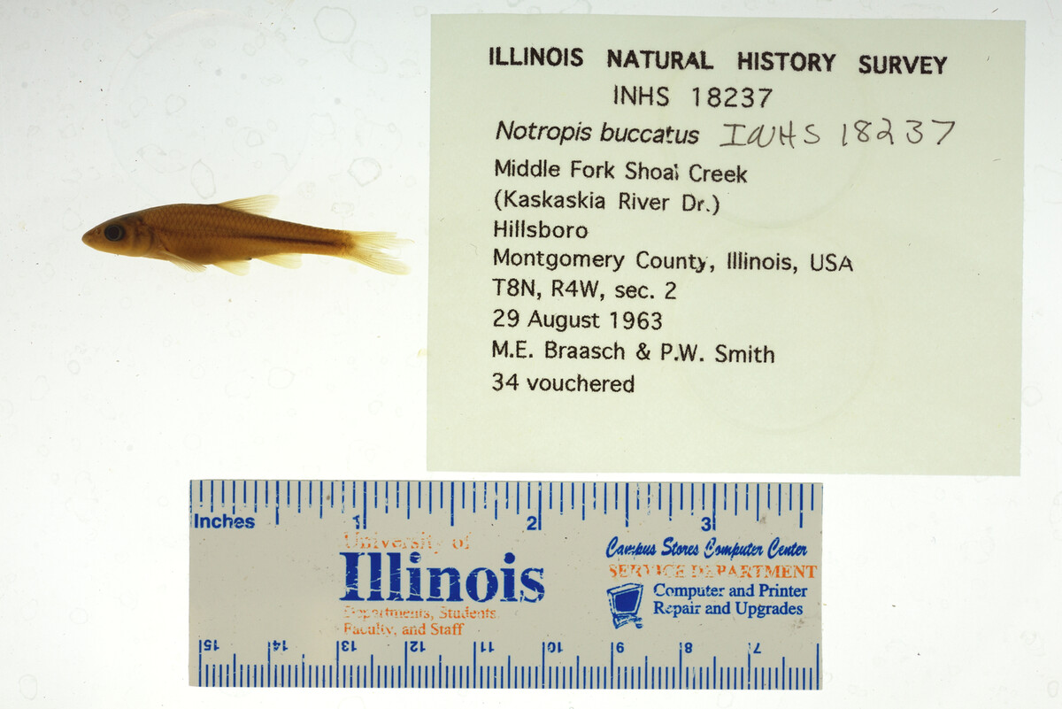 Notropis buccatus image