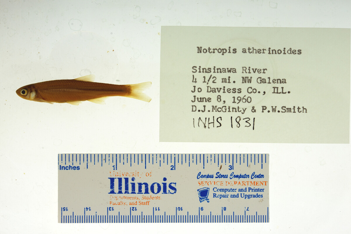 Notropis atherinoides image