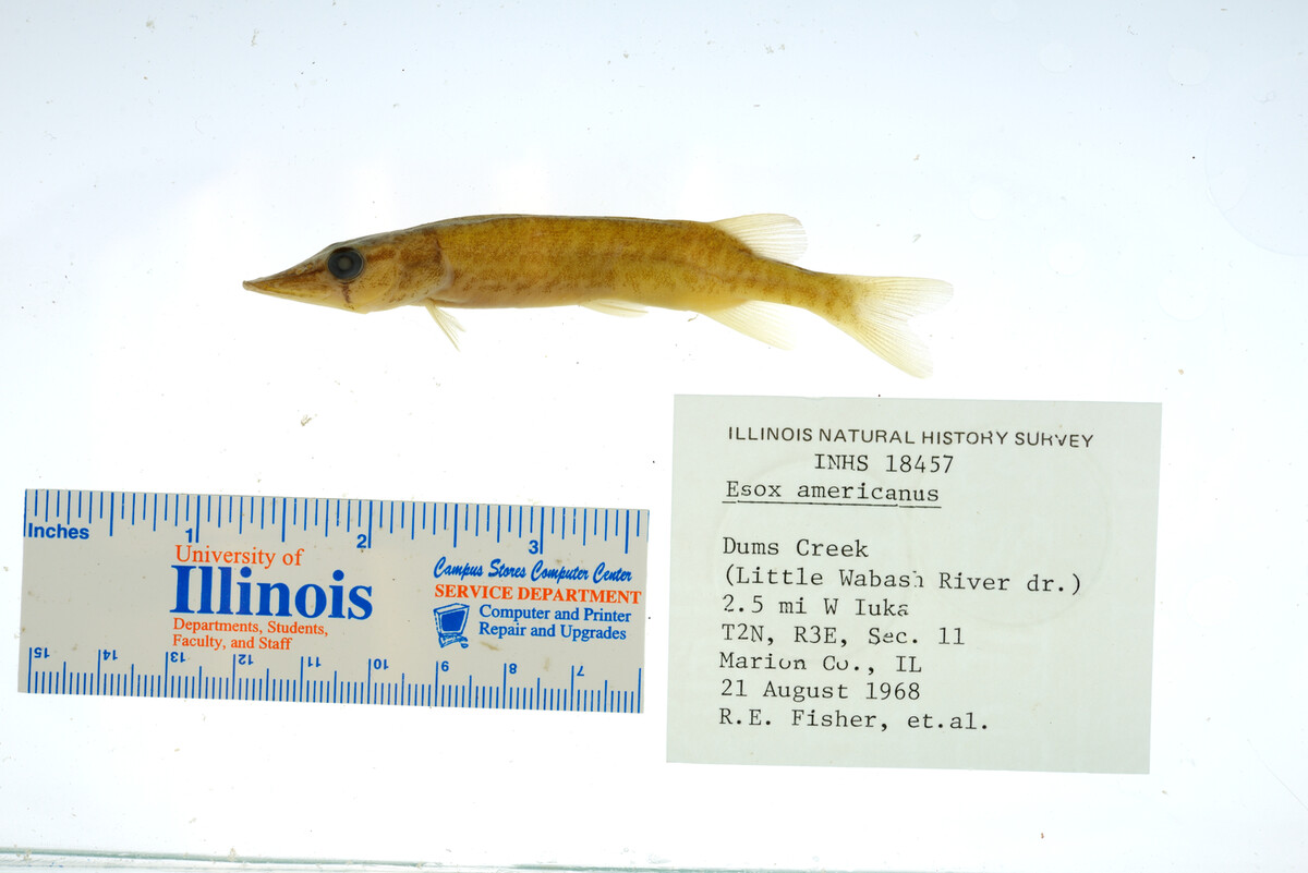 Esox americanus image